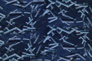 probiotic bacteria to diagnose and treat cholera