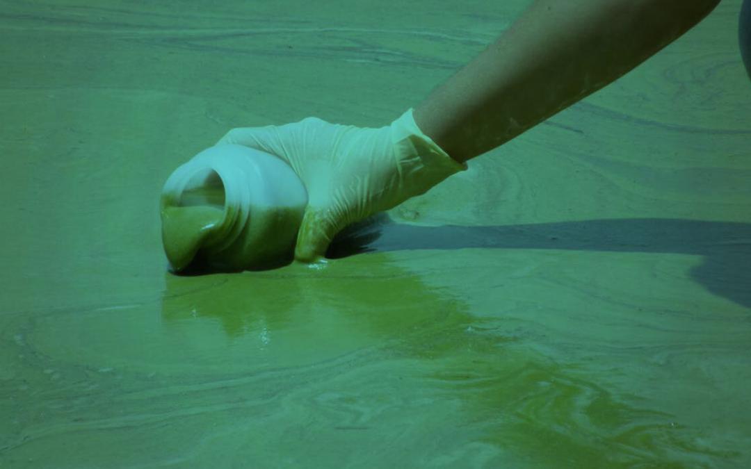 Algae Outbreaks Increased by Nanomaterials
