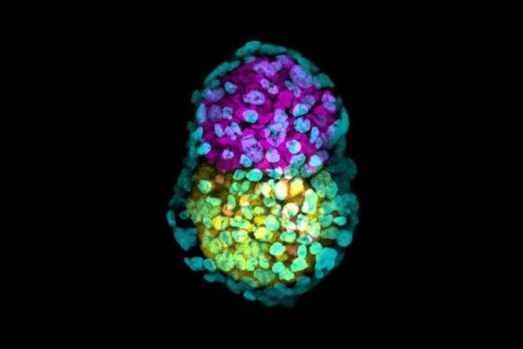 Artificial Embryo - Cleanroom Connect