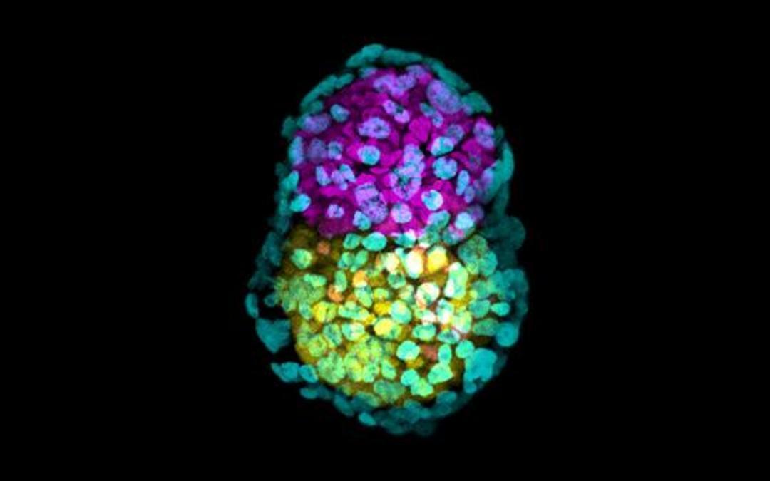 Artificial Embryo Created From Stem Cells Achieves Gastrulation