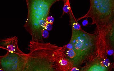 Immune Cells Boosted by Nanoparticles