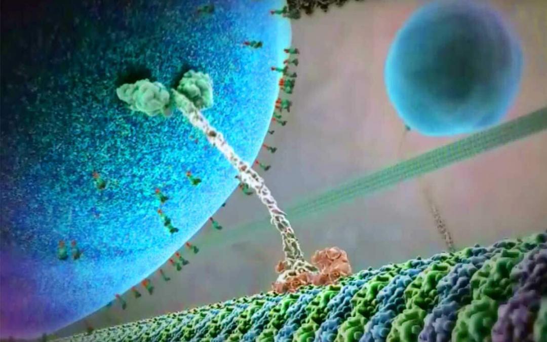 Kinesin Proteins Study New Doors Open for Cancer Drug Innovation