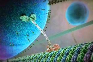 kinesin 14 Proteins Cancer